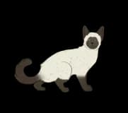 Siamese Cat